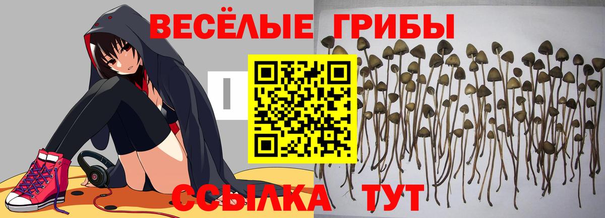 Галлюциногенные грибы GOLDEN TEACHER Кыштым